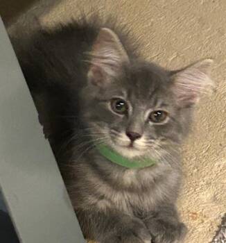 Miller -  Domestic Long Hair Cat for Adoption in Beckley, West Virginia - Miller | PetCurious
