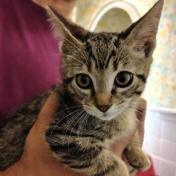 Samantha -  Domestic Short Hair Cat for Adoption in Titusville, Florida - Samantha | PetCurious