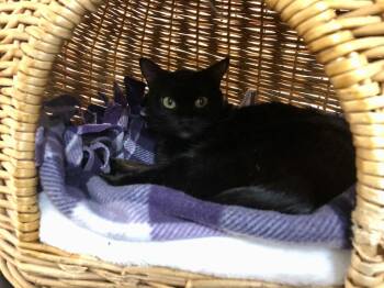 Domestic Short Hair Cats Available for Adoption in Sherwood, Oregon - Onyx 2 | PetCurious