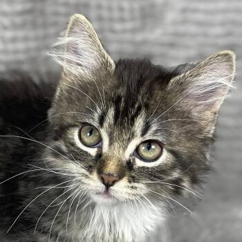 Aurora - Andrea foster -  Domestic Long Hair Cat for Adoption in Social Circle, Georgia - Aurora - Andrea Foster | PetCurious
