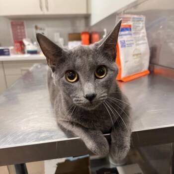 Zucchini -  Domestic Short Hair Cat for Adoption in Washburn, Missouri - Zucchini | PetCurious