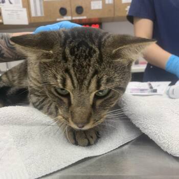 Buster -  Domestic Short Hair Cat for Adoption in West Palm Beach, Florida - Buster | PetCurious