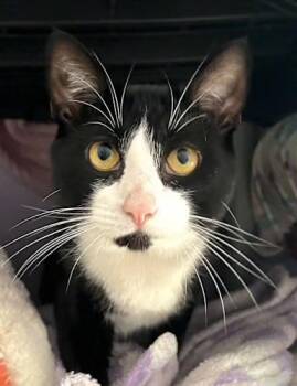 Rescue Domestic Short Hair Cats for Adoption in Andover, Connecticut - Jack & Magic | PetCurious