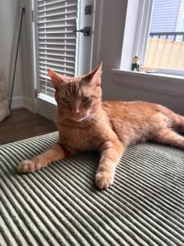 Domestic Short Hair Cats Available for Adoption in Cincinnati, Ohio - Go Fish | PetCurious