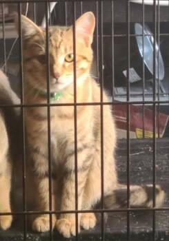 Tabby and Domestic Short Hair Cats Available for Adoption - Fern | PetCurious