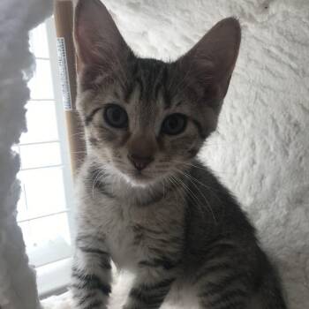 Havoc -  Tabby and Domestic Short Hair Cat for Adoption in Knoxville, Tennessee - Havoc | PetCurious