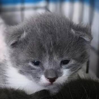 Flint C11318 -  Domestic Short Hair Cat for Adoption - Flint C11318 | PetCurious