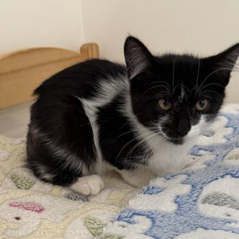 Wynona -  Domestic Medium Hair Cat for Adoption in Mount Rainier, Maryland - Wynona | PetCurious