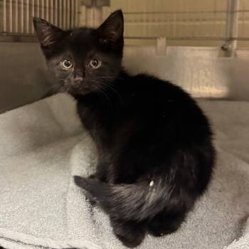 Penelope -  Domestic Short Hair Cat for Adoption in Bristol, Indiana - Penelope | PetCurious