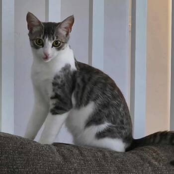 Rescue Domestic Medium Hair Cats for Adoption in Nampa, Idaho - Sharma | PetCurious
