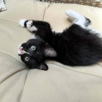 Starmie -  Domestic Short Hair Cat for Adoption in Walker, Michigan - Starmie | PetCurious