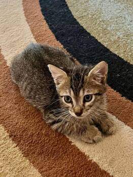 Rescue Domestic Short Hair Cats for Adoption in Boca Raton, Florida - Bandit & Tiger - BONDED BROTHERS | PetCurious