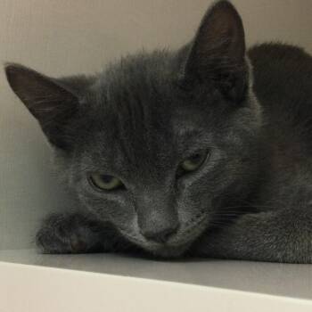 Paprika (purple collar) -  Domestic Short Hair Cat for Adoption in Redwood City, California - Paprika (purple Collar) | PetCurious