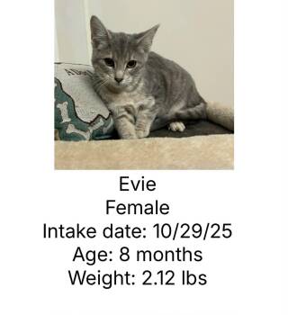 Rescue Domestic Short Hair Cats for Adoption in Staffordsville, Kentucky - Evie | PetCurious