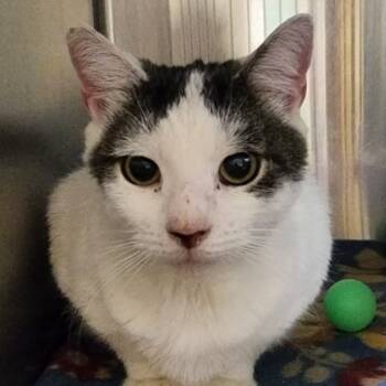 Rescue Domestic Short Hair Cats for Adoption in Shinnston, West Virginia - Kaydan | PetCurious