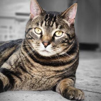 Domestic Short Hair Cats Available for Adoption - Soloman | PetCurious