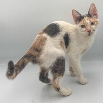 Calico Cats Available for Adoption - Jasnah | PetCurious
