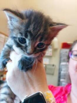 Daffy -  Domestic Short Hair Cat for Adoption in Fishers, Indiana - Daffy | PetCurious