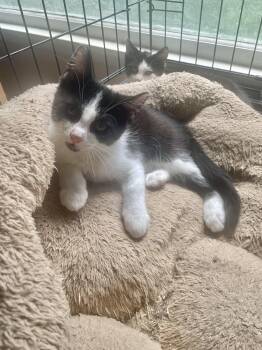Timmy -  Domestic Short Hair Cat for Adoption in Troy, New York - Timmy | PetCurious