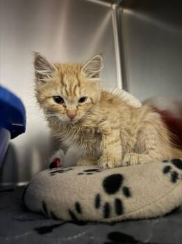 Natty -  Domestic Long Hair Cat for Adoption in Salmon, Idaho - Natty | PetCurious