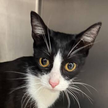 Golden Eagle -  Domestic Short Hair Cat for Adoption in Goleta, California - Golden Eagle | PetCurious