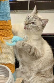 Siamese and Domestic Short Hair Cats Available for Adoption in San Juan Capistrano, California - Porky Pig | PetCurious