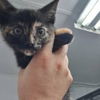 Domestic Short Hair Cats Available for Adoption in Birmingham, Alabama - Zyla | PetCurious
