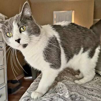 Rescue Domestic Medium Hair Cats for Adoption in Burlington, North Carolina - Tender Sweet Brandi | PetCurious