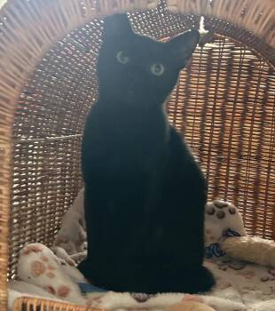 Domestic Short Hair Cats Available for Adoption - Thumper | PetCurious