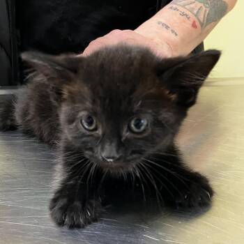 Buckwheat -  Domestic Short Hair Cat for Adoption - Buckwheat | PetCurious