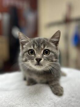 TABITHA -  Domestic Short Hair Cat for Adoption in Aliquippa, Pennsylvania - TABITHA | PetCurious