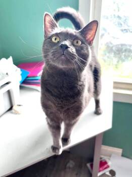 Melody -  Domestic Short Hair Cat for Adoption in Milton, Delaware - Melody | PetCurious