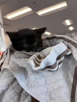 Domestic Short Hair Cats Available for Adoption in West Chester, Pennsylvania - Orca | PetCurious