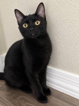 Midnight Moongleam -  Domestic Short Hair Cat for Adoption in Chandler, Arizona - Midnight Moongleam | PetCurious