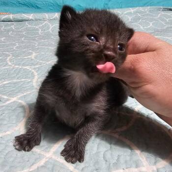 Domestic Medium Hair Cats Available for Adoption in Jefferson City, Tennessee - Colt | PetCurious