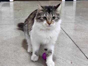 Cleo -  Domestic Medium Hair and Affenpinscher Cat for Adoption in Powell, Ohio - Cleo | PetCurious