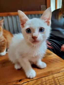Sui -  Siamese Cat for Adoption in Manhattan, Kansas - Sui | PetCurious