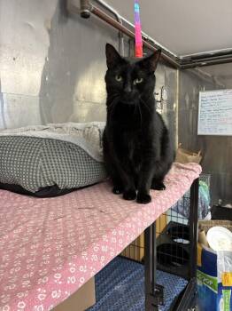 Mr. Jett -  Bombay Cat for Adoption in Randolph, Massachusetts - Mr. Jett | PetCurious