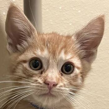 Rescue Domestic Short Hair Cats for Adoption in Pleasanton, California - Lassen | PetCurious