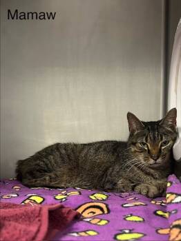 Rescue Domestic Short Hair Cats for Adoption in Knoxville, Tennessee - Mamaw | PetCurious