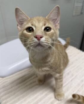 GOBLIN KING -  Domestic Short Hair Cat Available for Adoption in Leesburg, Virginia - GOBLIN KING | PetCurious