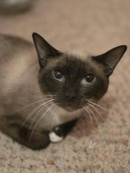 Remy -  Siamese Cat for Adoption in Liverpool, Texas - Remy | PetCurious