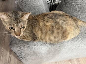 Domestic Short Hair Cats Available for Adoption in The Woodlands, Texas - Lyra | PetCurious