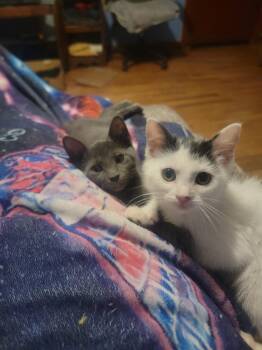 Turkish Angora and Domestic Short Hair Cats Available for Adoption in Plumerville, Arkansas - Thumper | PetCurious