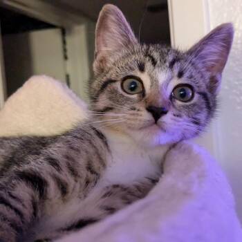 Rescue Domestic Short Hair Cats for Adoption in Los Angeles, California - Hollie | PetCurious