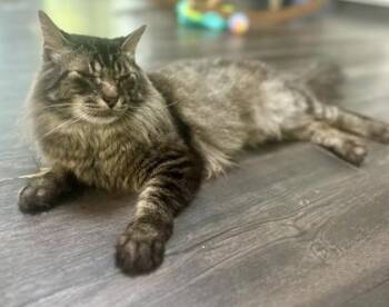 Domestic Medium Hair and Domestic Short Hair Cats Available for Adoption in Fort Worth, Texas - Pepper Jones | PetCurious