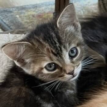 Rescue Domestic Short Hair Cats for Adoption in Long Beach, California - Squirt | PetCurious