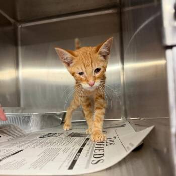 Jesse -  Domestic Short Hair Cat for Adoption in Pauls Valley, Oklahoma - Jesse | PetCurious