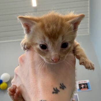 Domestic Short Hair Cats Available for Adoption in Marshall, Texas - Otto | PetCurious