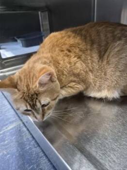 Pumpkeroo -  Domestic Short Hair Cat for Adoption in Simcoe, Ontario - Pumpkeroo | PetCurious